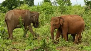 Elephants