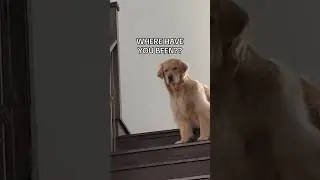 When you leave your dog at home 🫣 