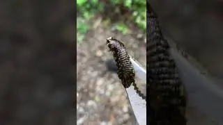 Removing a Parasitic creature from a Baby Snapping Turtle
