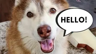What does your dog's voice sound like?