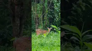 കാട്ടു വഴികളിൽ പച്ചപ്പിന്റെ പട്ടു വിരിച്ച നാട് #wayanad #nature #wayanadvlog #wayanaddiaries #വയനാട്