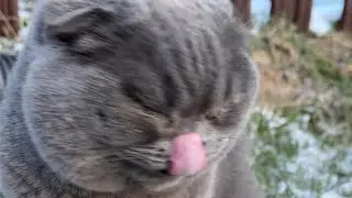 Шотландская вислоухая. Ксюша вышла погулять, на улице -20🤣￼