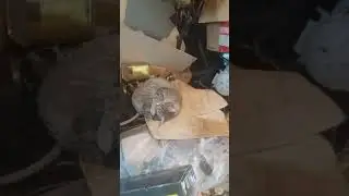 Баксик спит  и не хочет .работать (ловить мыша )