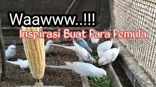 Ternak Parkit ...!!! Inspirasi Buat Para Pemula Para Pecinta Budgies