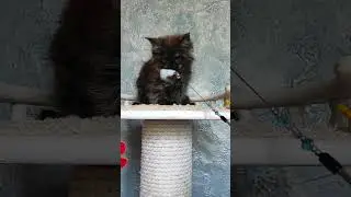 Котенок мальчик дым