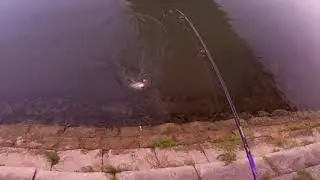САЗАН Карп утащил спиннинг !! 1,5кг hard bait 2020  SERBIYA SAVA RIVER- река Сава рыбалка в Сербии