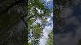 Якутия июнь🍀#shorts
