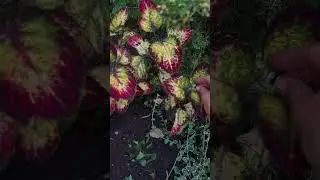 #будни садовода #татарскаяусадьба #садиогород