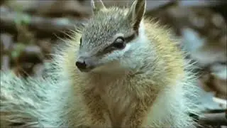 Hilarious pets and animals