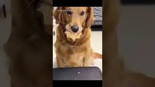 Dog doesn't want to eat pills, Memes, Try not to laugh 😂