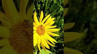 960fps Slow Motion Bees Taking off from Sunflowers