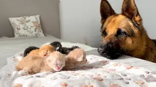 German Shepherd and Newborn Kittens