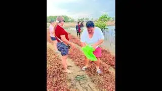 Mangrove (planting activity)