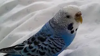 Mavişin en neşeli anları. Part1