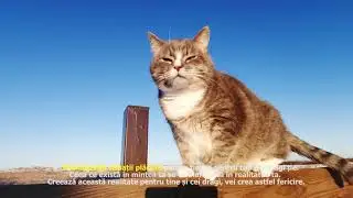 10 Legi pentru a ridica frecventa