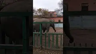 Танцующий Слон
