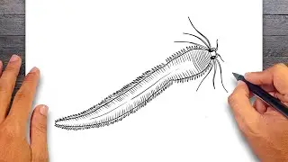 How to draw Marine Worm - Annelids Drawing