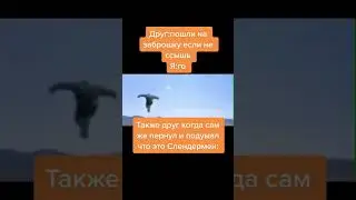 Мем #702 #shorts #мемасик #барбоскины #мульт #жиза #анимеприколы #мемасизтиктока #прикол #1702