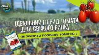 Томат РЕКОРДСМЕН F1, крупна сливка від LibraSeeds. Технологія живлення розсади томату.