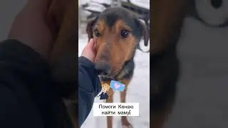 Kenai is waiting for his mom at the Nekrasovka shelter 