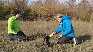 Пинчер Джинджер (стремительная) и фризби :)