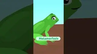 ¿Qué son los renacuajos? 🐸​