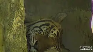 Who's watching?  Dutchess tiger at Big Cat Rescue.