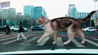 巨猫过马路 ZzLAB