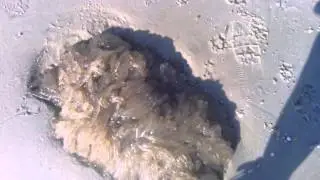big jellyfish washed up on Sunset Beach
