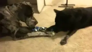 Recycled rope dog toy
