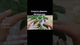 Спорты фиалок. Мутация. НК 