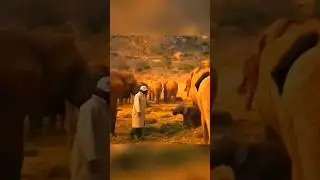 দেখুন হাতি কিভাবে সন্তানকে শিক্ষা দিলো 😳💕