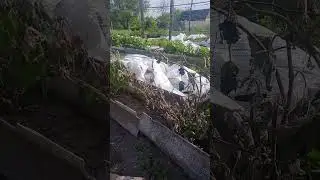 Восстановление винограда после весенних заморозков 