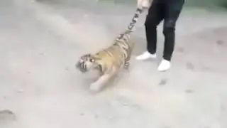 Aggressive Tiger Cub tries to escape from zoo enclosure to reunite with its mother