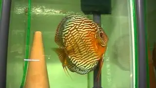 Discus pair hybrid Piwowarski Rottürkis X Curipera F1