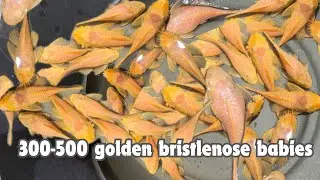 How to breed bristlenose pleco tamil? Golden bristle nose pleco breeding btaqua Coimbatore
