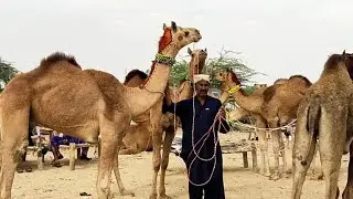Different types of camel breed in Camel Mandi Islamkot