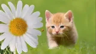 Пушистый маленький  котенок Видео Для Детей  Рыжий Котенок