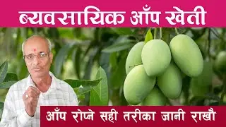 Aap kheti || mango farming || Aam Kheti || आँप खेती