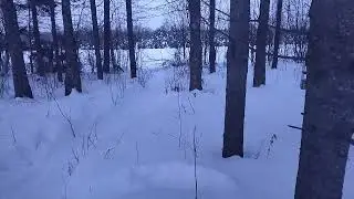 зайцы