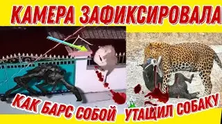 Барс утащил собой собаку из дома 😱😱😱