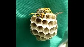 2018 Video Insect paper Wasp nest, vol du bourdon Korsakov Flickr logo 0 59mn