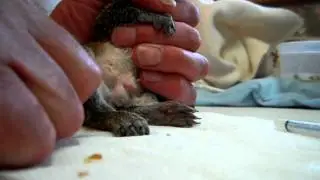 17 March 2012 Paralyzed Juvie Pain Response.AVI