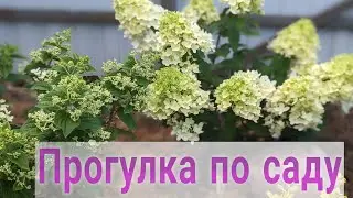 15 июля 2024 г. Обзор сада/Удобрения для гортензий/Цветение в этом сезоне у меня будет!