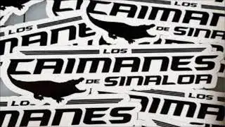 Los Caimanes de sinaloa- Flores