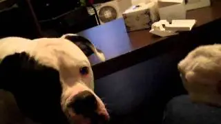 Dog vs Sock