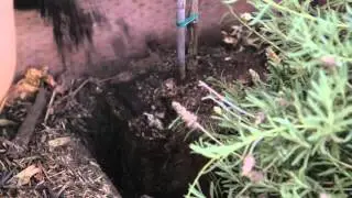 Fertilizing Grapes With Compost : Growing Grapes