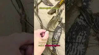 What's Inside Giant Kelp Bulb? (#marinebiology)
