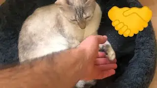 Learning my cat to shake hands