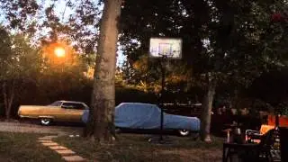 Basketball and cat